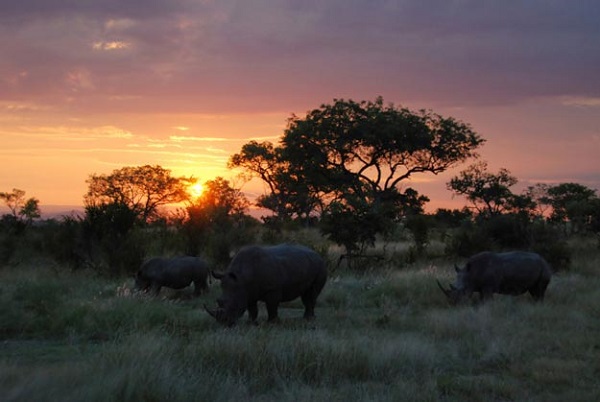 kruger national park