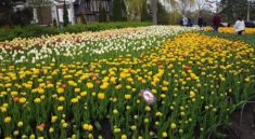 places of Ontario to Visit in Spring